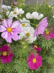 コスモス